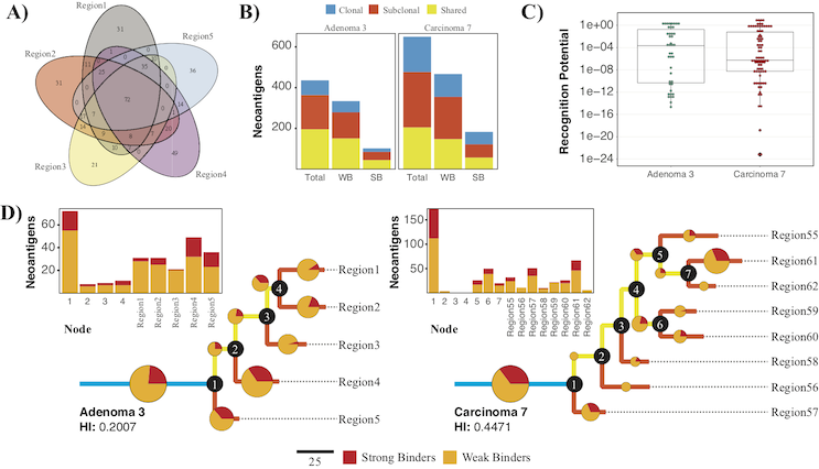 Tumor phenotype space