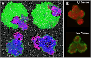 Tumor phenotype space