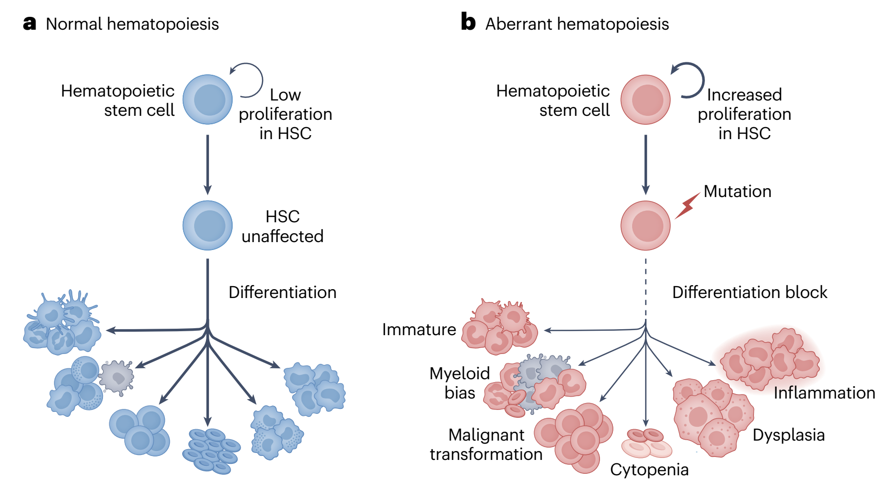 Published: Modeling the evolutionary dynamics of clonal hematopoiesis